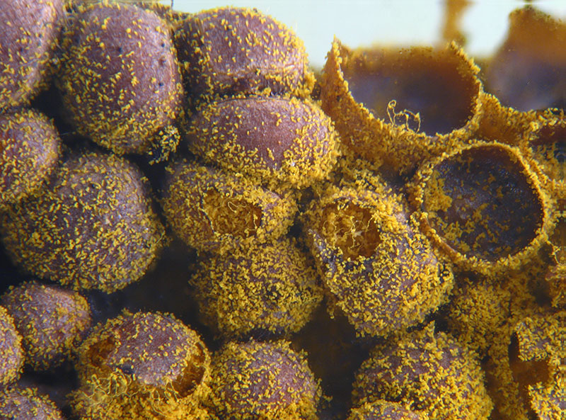 Perichaena corticalis